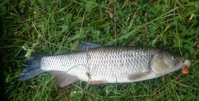 50cm Döbel auf Gummi 26.6.2016.JPG