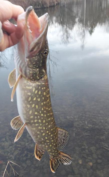 Riedelsee Hecht auf Gummi.jpg