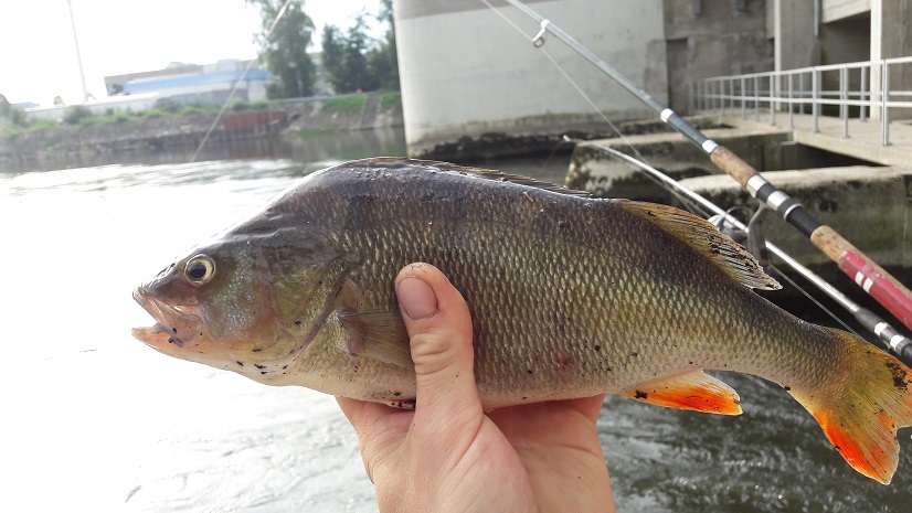 32cm Barsch aus dem Hauptstrom.jpg