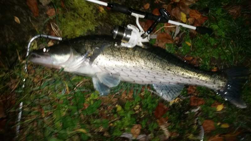 20171025_Zander79.jpg