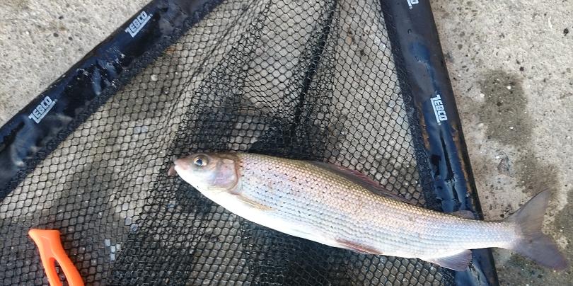Die Äschen waren zwischen 36 und 38cm groß